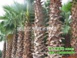大量供应福建华棕 漳州老人葵 华盛顿棕榈 大量供应福建华棕 漳州老人葵 华盛顿棕榈